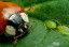 category-image-beetle-banks_1.jpg