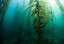 category-image-seaweed_farms.jpg