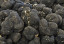 category-image-truffle.jpg