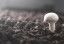 mushroom-farming-category.jpg