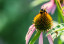 pollination-how-it-works-category.jpg