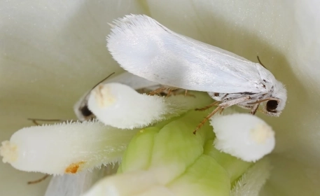 Pollination | How It Works