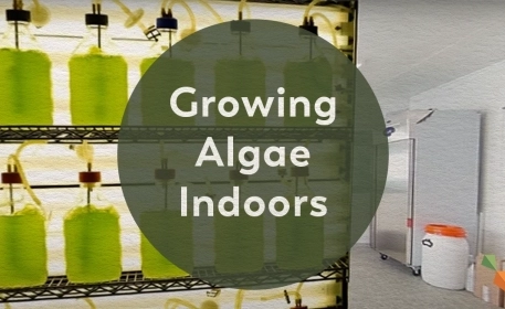 Icelandic Algae Farm | Look Inside