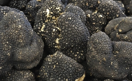 How Truffles are Grown - and What Makes Them So Special? 