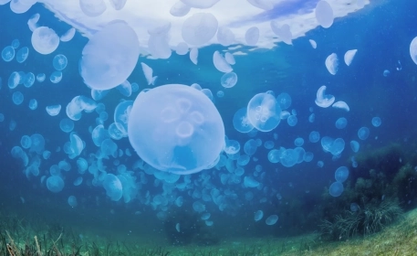 Are Jellyfish the Food of the Future? 