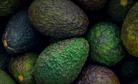 Avocado: The Cost of Production