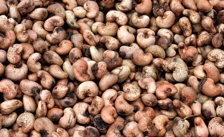 Cashew Nuts: The Hidden Cost of Production 