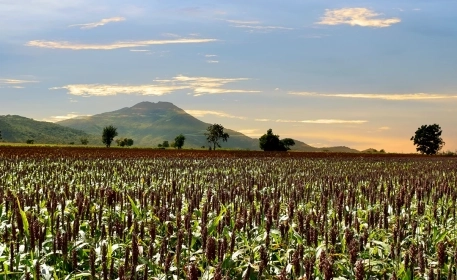 How Forgotten Crops Help Combat Climate Change