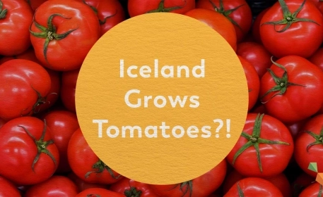Iceland Tomato Farm | Look Inside