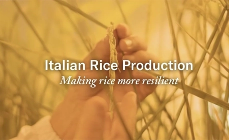 Italian Rice Production: Making Rice More Resilient 