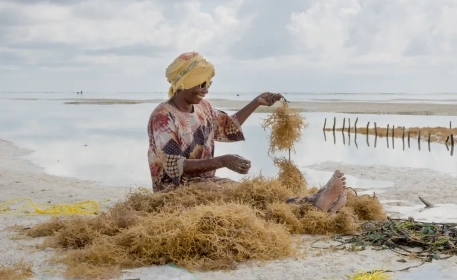 Farming Seaweed Around The World | A Photo-Essay 