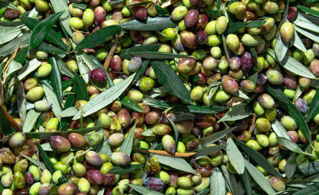 Reusing Olive Waste | Ask the Expert