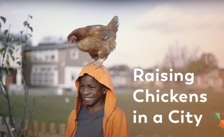 City Chicks | Keeping Chickens In Cities