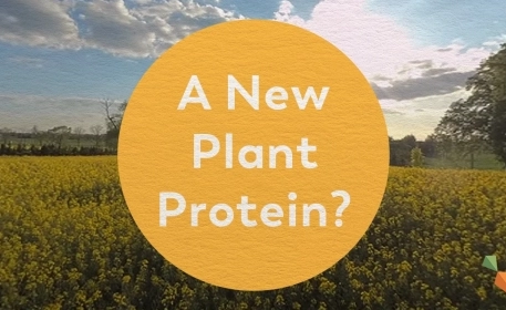 Rapeseed Protein | A Sustainable Source Of Plant Protein