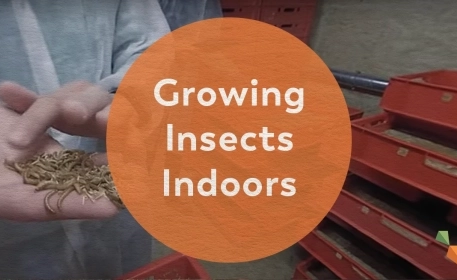 The World’s First Organic Insect Farm | Look Inside