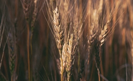 Crops That Feed The World | Wheat