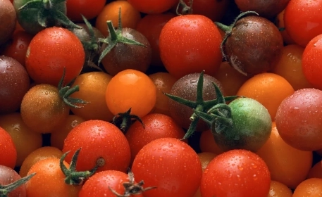 Tomatoes in Italy: The Social Cost of Production