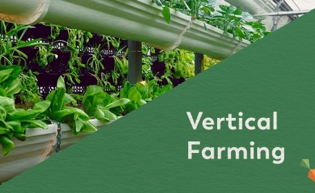  Vertical Farming | A Look Inside