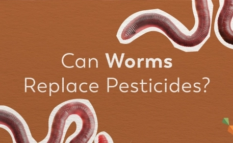 Worms In Farming, A Natural Insecticide
