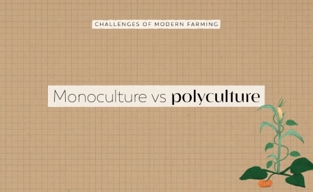 Monoculture vs Polyculture | FoodUnfolded Animated Short