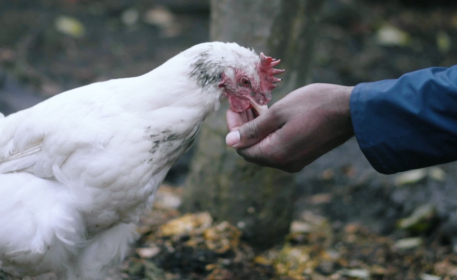 What It’s Like Raising Chickens In Your Backyard 