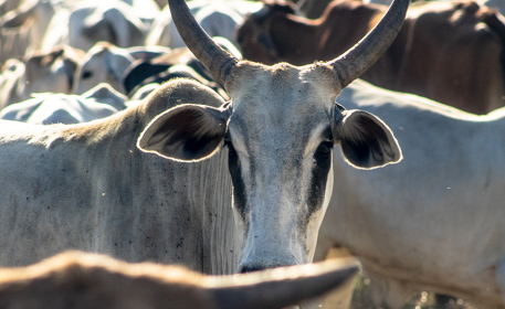 Shareholder Activism: Can Cattle Ranching Investors Help Stop Deforestation in Brazil?