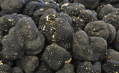 How Are Truffles Are Grown - And What Makes Them So Special? 