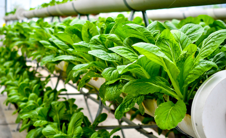 Urban Farming | Grow Your Own Food