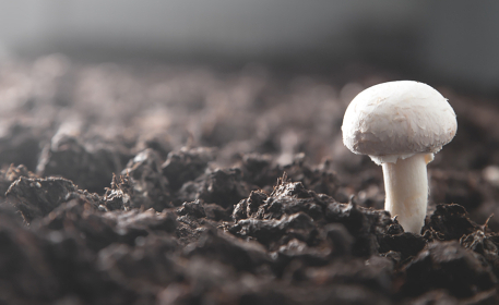 Mushroom Farming & Processing | Ask The Expert