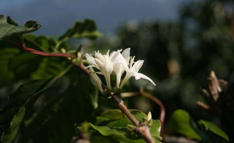 Repurposing Old Coffee Plantations In Guatemala