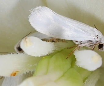 Pollination | How It Works
