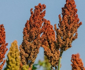 2023 is The International ‘Year of Millets’ | Here’s Why They Matter For Global Food Security