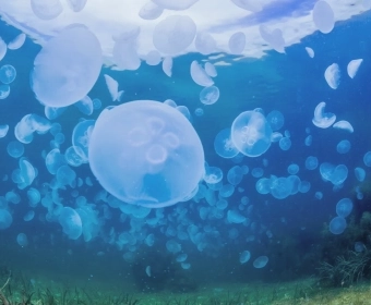 Article_banner_jellyfish.webp