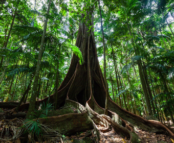 How Fig Trees Restore Forests and Biodiversity