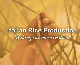 Italian_Rice_Production-_Making_Rice_More_Resilient.webp
