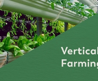 Vertical_Farming___Look_Inside_1.webp