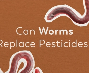 Worms_In_Farming____A_Natural_Insecticide.webp