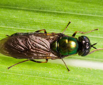 How Flies Make Farming More Sustainable