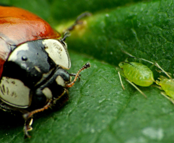 Insect Crop Combat: Beetles vs Aphids