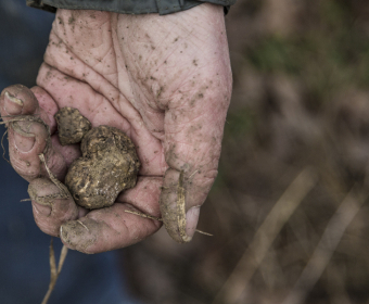 How Climate Change Affects Truffle Growth