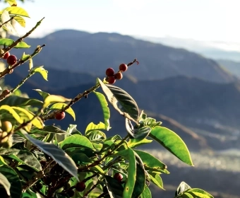 How Coffee Farmers Are Tackling Global Warming 
