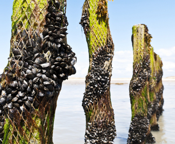Cleaning The Seas with Mussel and Oyster Farms