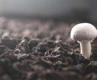 mushroom-farming-category.jpg