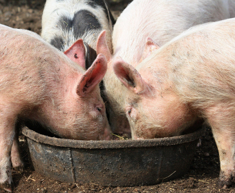 pigs-food-waste-mobile.jpg
