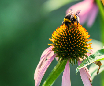 pollination-how-it-works-mobile-header.jpg
