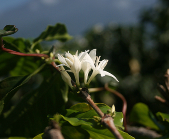 repurposing-coffee-plantations-thumb.jpg