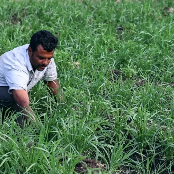 The Indian Farmers Battling Climate Change With 10,000-year-old Emmer Wheat