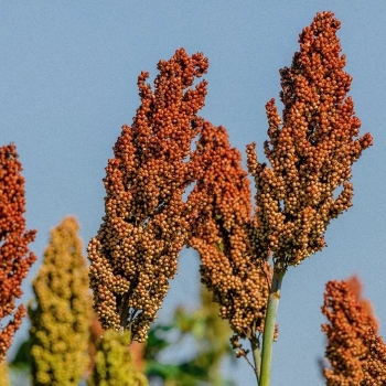 2023 is The International ‘Year of Millets’ | Here’s Why They Matter For Global Food Security