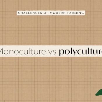 Monoculture vs Polyculture | FoodUnfolded Animated Short