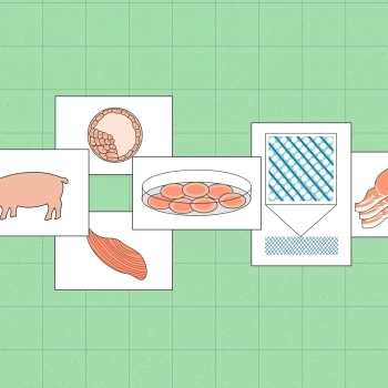 Lab-Grown Meat, the Idea That (almost) Changed the World